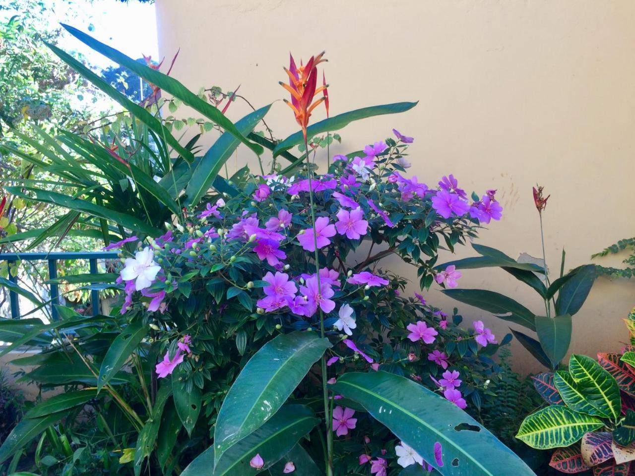 Casa Igba Bed & Breakfast Rio de Janeiro Luaran gambar